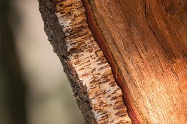 cork-tree