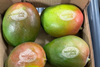 PE_Westfalia_Mangoes