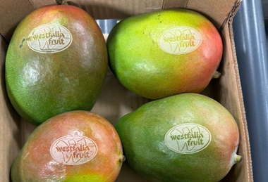 PE_Westfalia_Mangoes