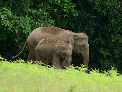 Elephants at Khao-Yai